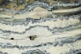 Mammoth Molar Slice With Case - South Carolina #349969-2